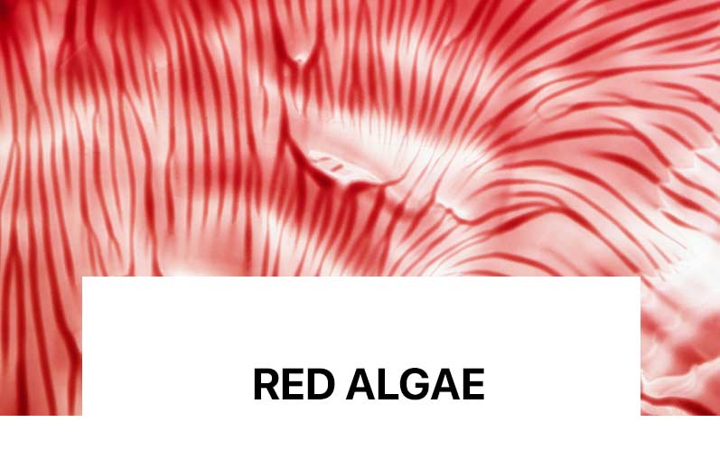 LaCabine Gel Flash Effect 50ml - Liftant Immédiat Algues Rouges - La Grande Para